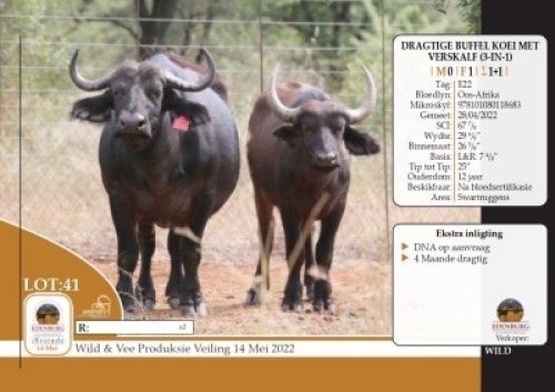 1X DRAGTIGE BUFFEL KOEI MET VERSKALF (3-IN-1) EDENBURG WILDBOERDERY