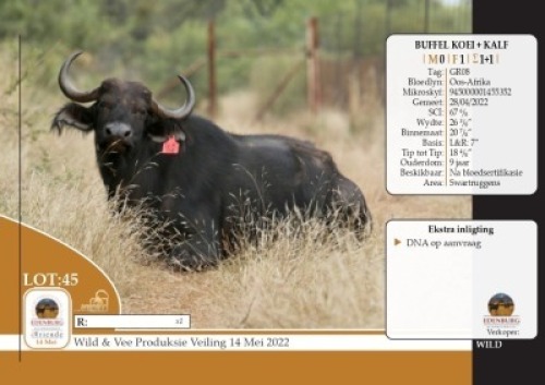  1X&nbsp; BUFFEL KOEI MET KALF EDENBURG WILDBOERDERY