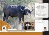 1X BUFFEL BUL EDENBURG WILDBOERDERY