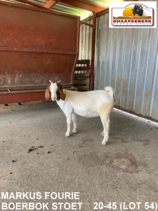 LOT 54 1X OOI/EWE BOERBOK MARKUS FOURIE BOERBOKSTOET - POTENSIELE STOET/ POTENTAIL STUD