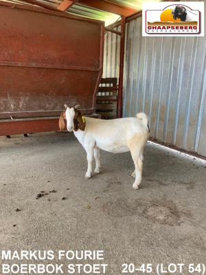 LOT 54 1X OOI/EWE BOERBOK MARKUS FOURIE BOERBOKSTOET - POTENSIELE STOET/ POTENTAIL STUD