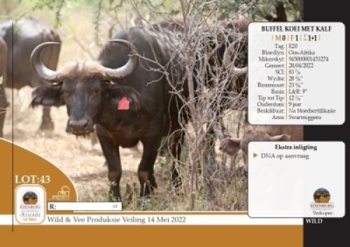 1X&nbsp; BUFFEL KOEI MET KALF EDENBURG WILDBOERDERY