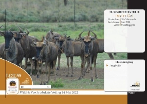 2X BLOUWILDEBEES BULLE NWWT(PER STUK OM LOT TE NEEM)