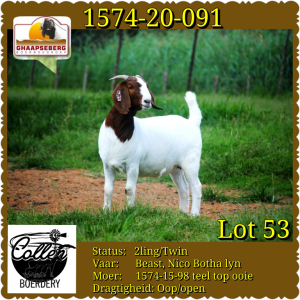 LOT 53 1X OOI/EWE BOERBOK COLLEN BOERDERY - KUDDE/FLOCK