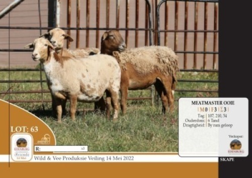 3X MEATMASTER OOI/EWE(PER STUK OM LOT TE NEEM)