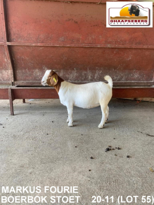 LOT 55 1X OOI/EWE BOERBOK MARKUS FOURIE BOERBOKSTOET