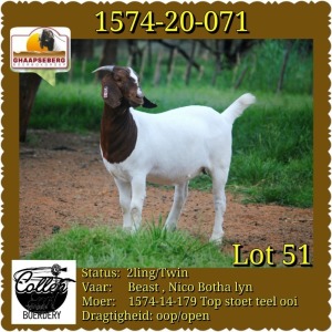 LOT 51 1X OOI/EWE BOERBOK COLLEN BOERDERY - KUDDE/FLOCK