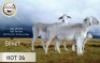 3+1X MEATMASTER OOI/EWE STOET BADEVEEN (Per stuk om lot te neem)