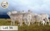 5+2X MEATMASTER OOI/EWE CB BADEVEEN (Per stuk om lot te neem)