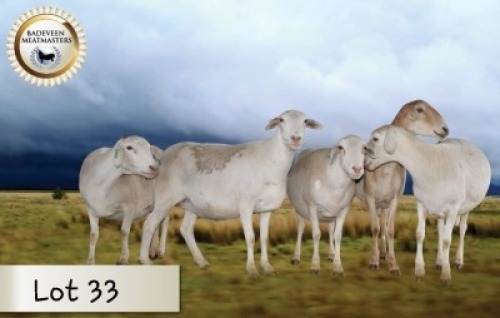 5X MEATMASTER OOI/EWE CB BADEVEEN (Per stuk om lot te neem)