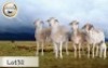 4+2X MEATMASTER OOI/EWE CB BADEVEEN (Per stuk om lot te neem)