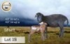 1+1X MEATMASTER OOI/EWE STOET BADEVEEN