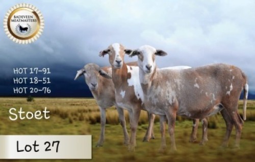 3+1X MEATMASTER OOI/EWE STOET BADEVEEN (Per stuk om lot te neem)