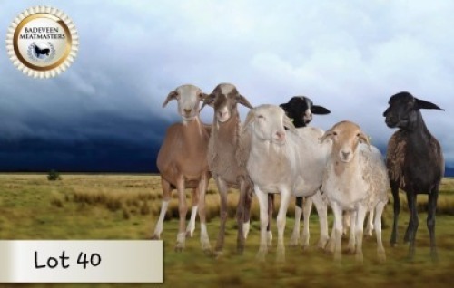 6X MEATMASTER OOI/EWE CB BADEVEEN (Per stuk om lot te neem)