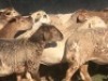 10X MEATMASTER OOI/EWE CB PIENAAR (Per stuk om lot te neem)