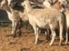 ONTTREK 5+1X MEATMASTER OOI/EWE CB PIENAAR (Per stuk om lot te neem) - 2