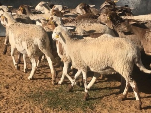 ONTTREK 5+1X MEATMASTER OOI/EWE CB PIENAAR (Per stuk om lot te neem)