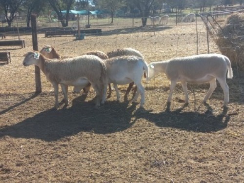 5X MEATMASTER OOI/EWE CB VOSLOO (Per stuk om lot te neem)