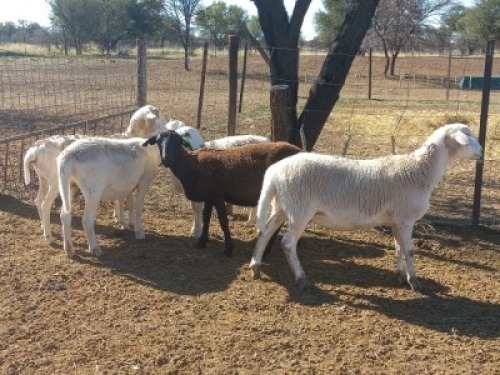 5X MEATMASTER OOI/EWE CB VOSLOO (Per stuk om lot te neem)