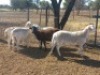 5X MEATMASTER OOI/EWE CB VOSLOO (Per stuk om lot te neem)