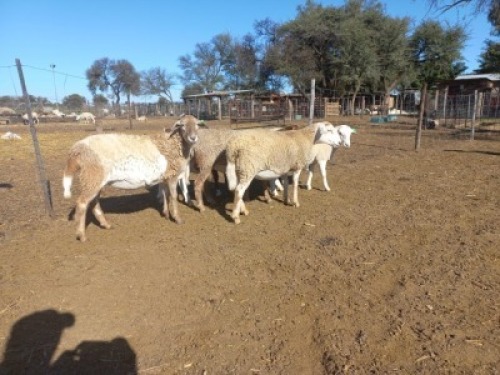 5X MEATMASTER OOI/EWE CB VOSLOO (Per stuk om lot te neem)