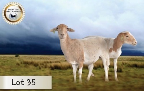 2X MEATMASTER OOI/EWE CB BADEVEEN (Per stuk om lot te neem)