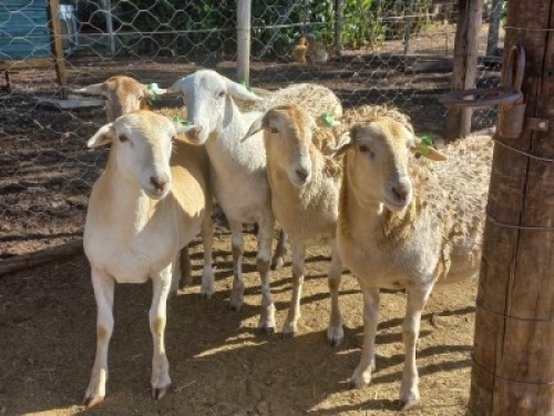 5X MEATMASTER OOI/EWE CB VOSLOO (Per stuk om lot te neem)