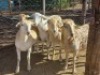 5X MEATMASTER OOI/EWE CB VOSLOO (Per stuk om lot te neem)