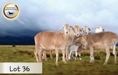 5+1X MEATMASTER OOI/EWE CB BADEVEEN (Per stuk om lot te neem)