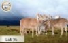 5+1X MEATMASTER OOI/EWE CB BADEVEEN (Per stuk om lot te neem)