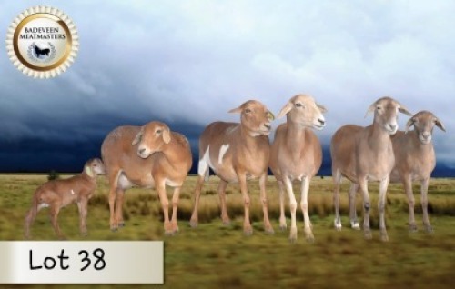 5+1X MEATMASTER OOI/EWE CB BADEVEEN (Per stuk om lot te neem)