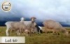 5X MEATMASTER OOI/EWE BOER OOIE BADEVEEN (Per stuk om lot te neem)