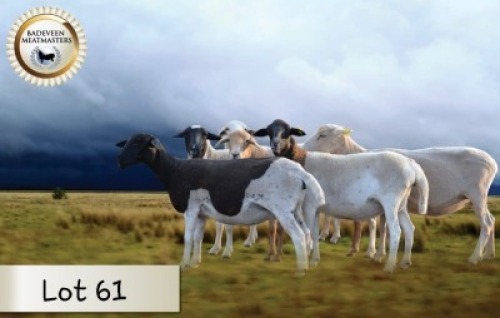 5+1X MEATMASTER OOI/EWE BOER OOIE BADEVEEN (Per stuk om lot te neem)