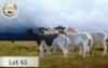 5+1X MEATMASTER OOI/EWE BOER OOIE BADEVEEN (Per stuk om lot te neem)