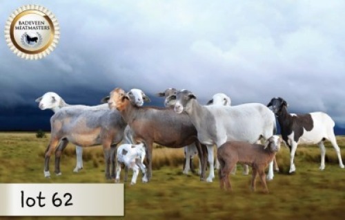 5+1X MEATMASTER OOI/EWE BOER OOIE BADEVEEN (Per stuk om lot te neem)