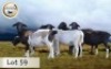 5+1X MEATMASTER OOI/EWE BOER OOIE BADEVEEN (Per stuk om lot te neem)