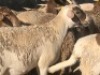 10X MEATMASTER OOI/EWE CB PIENAAR (Per stuk om lot te neem)