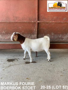 LOT 57 1X OOI/EWE BOERBOK MARKUS FOURIE BOERBOKSTOET - KUDDE/FLOCK