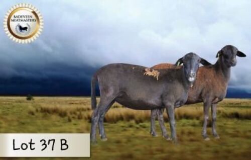 3X MEATMASTER OOI/EWE CB BADEVEEN (Per stuk om lot te neem)