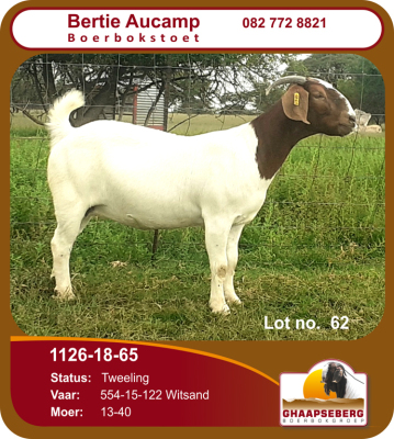 LOT 62 1X OOI/EWE BOERBOK BERTIE AUCAMP BOERBOKSTOET - STOET/STUD