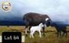 1X MEATMASTER OOI/EWE CB BADEVEEN