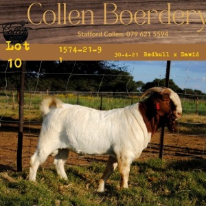 1X BOERBOK RAM COLLEN BOERBOKRAM