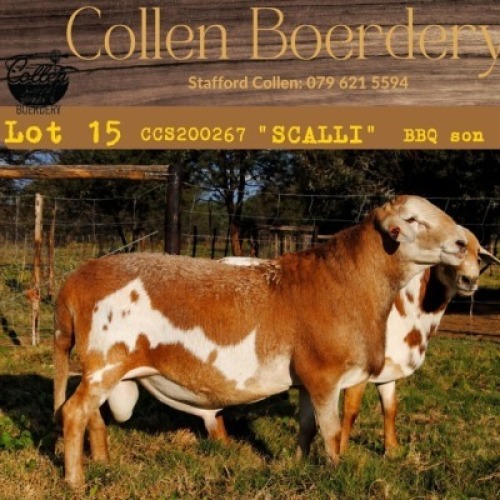 1X MEATMASTER RAM COLLEN MEATMASTERS