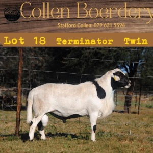 1X MEATMASTER RAM COLLEN MEATMASTERS