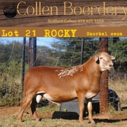 1X MEATMASTER RAM COLLEN MEATMASTERS