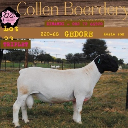1X DORPER RAM PIENK SHEEP DORPER STOET