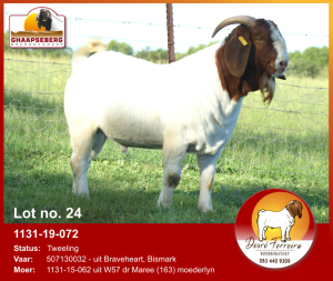 LOT 24 1X RAM BOERBOK DESRÈ FERREIRA - STOET/STUD