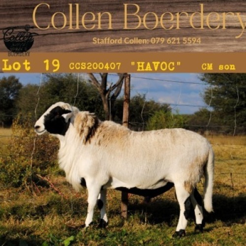 1X MEATMASTER RAM COLLEN MEATMASTERS