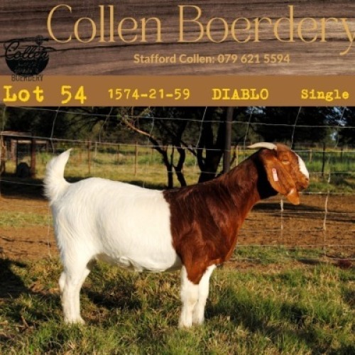 1X BOERBOK OOI/EWE COLLEN BOERBOK