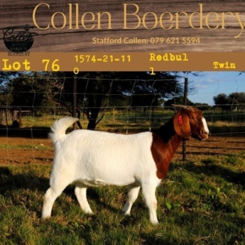 1X BOERBOK OOI/EWE COLLEN BOERBOK